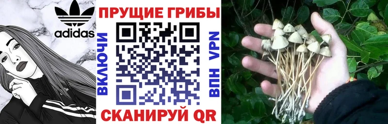 Псилоцибиновые грибы MAGIC MUSHROOMS  Курчалой 